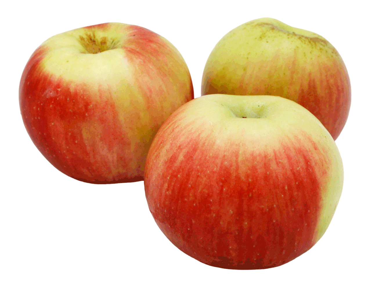 POMME ELSTAR