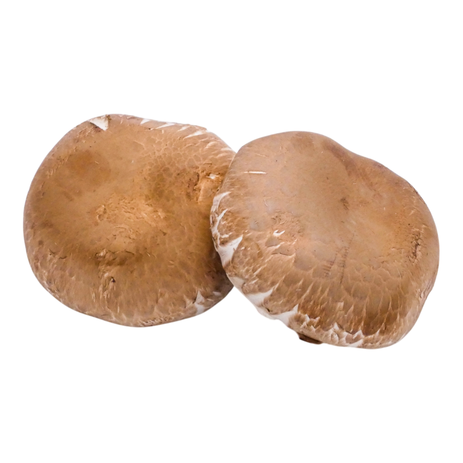 CHAMPIGNON PORTOBELLO