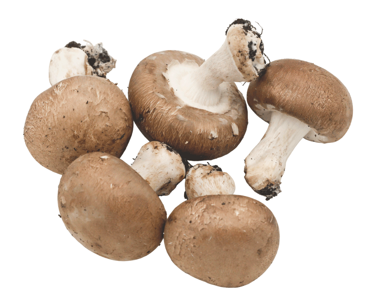 CHAMPIGNON DE PARIS