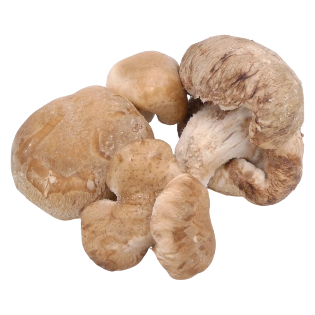 CHAMPIGNON SHIITAKE