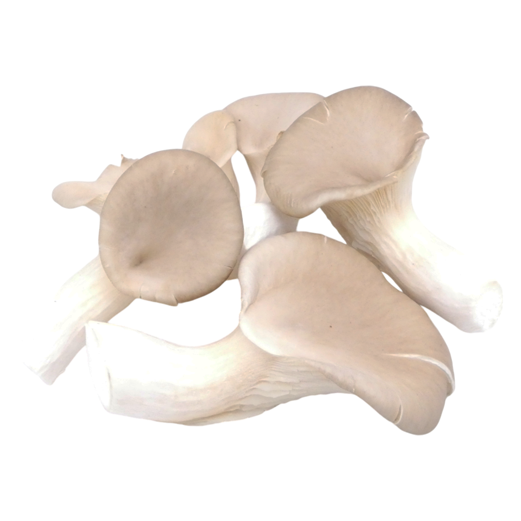 CHAMPIGNON PLEUROTE