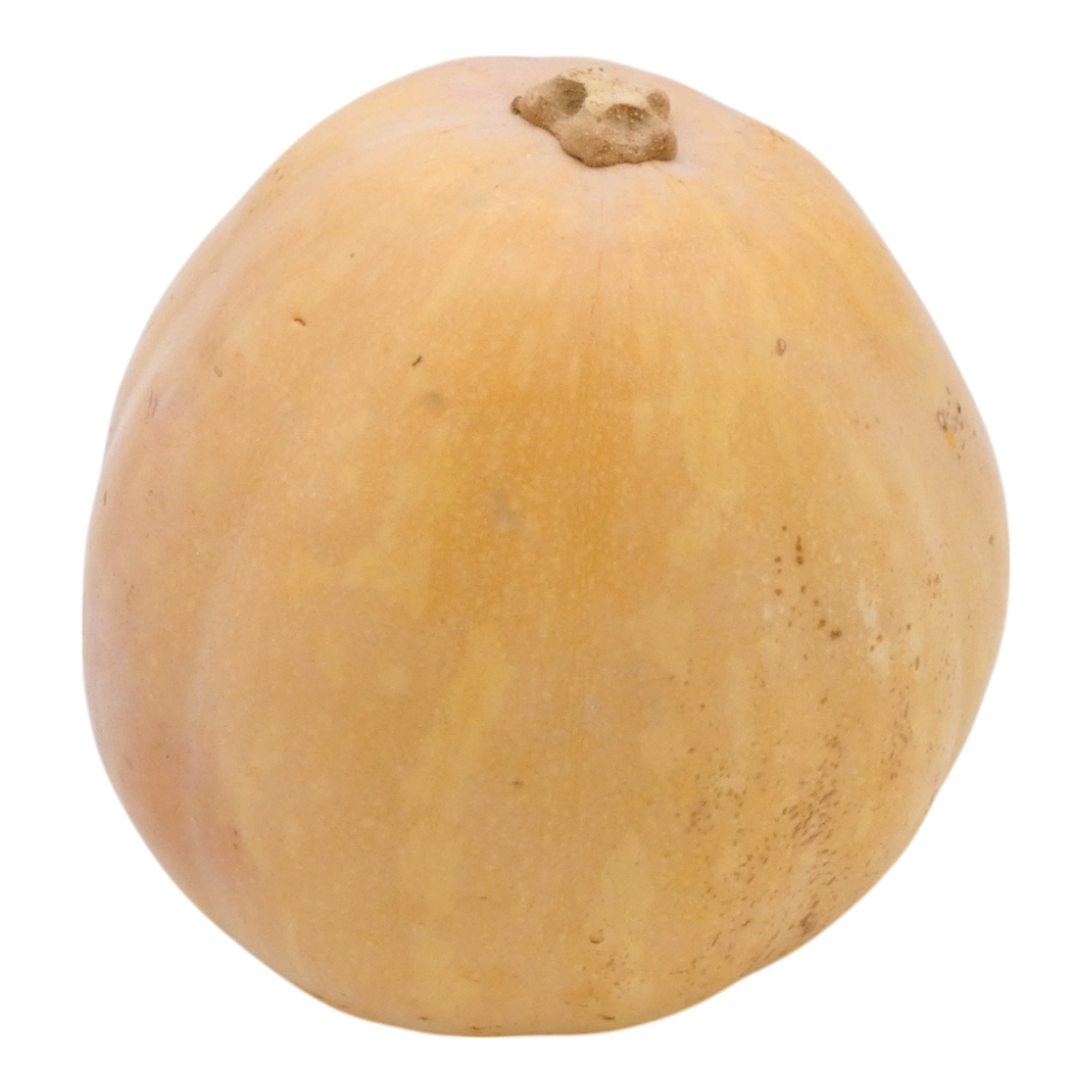 COURGE SUCRINE DU BERRY