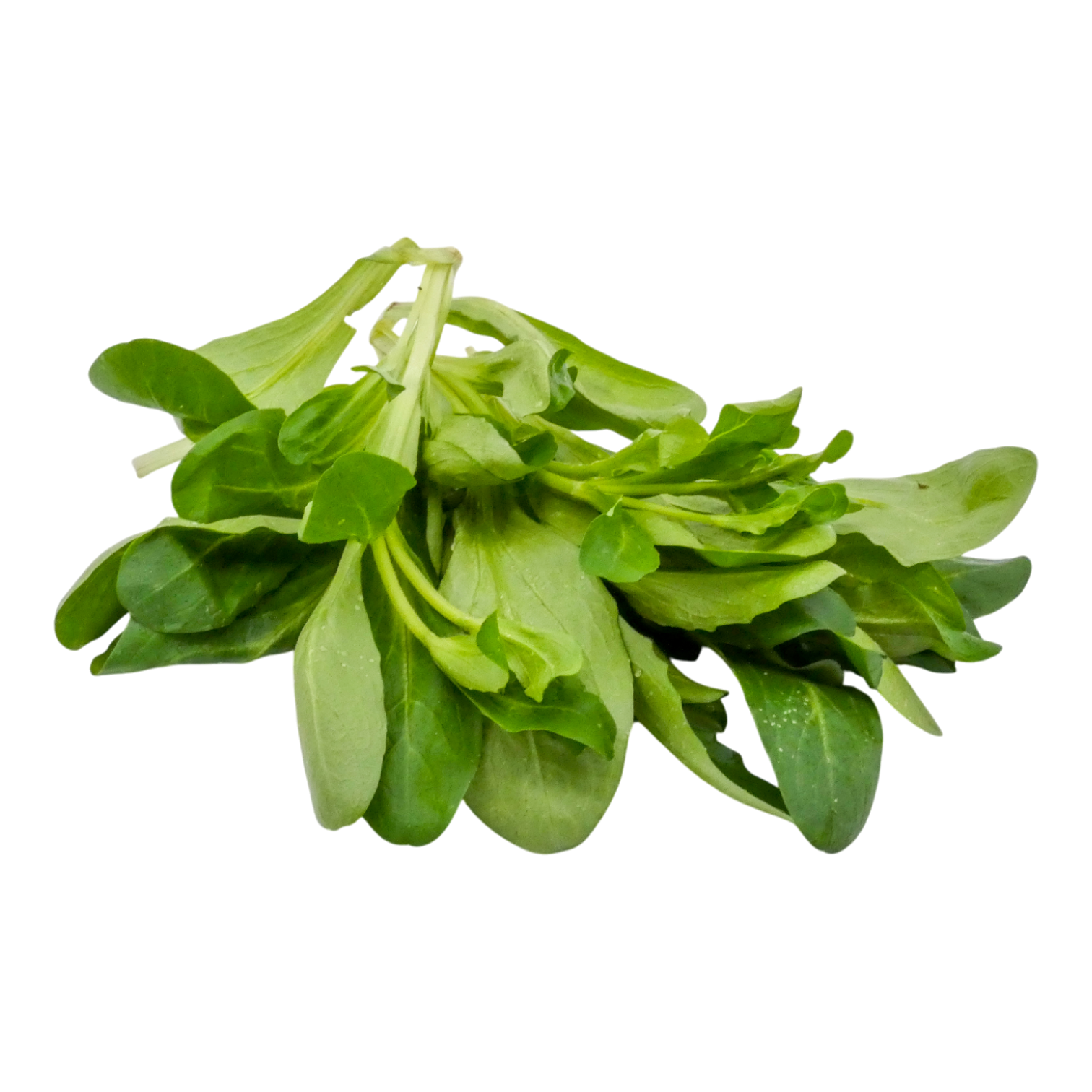 SALADE MACHE