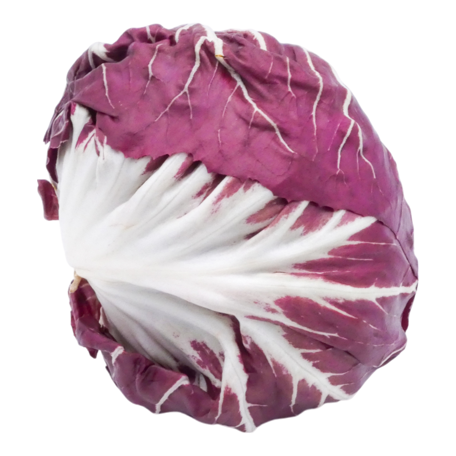 SALADE CHICOREE TREVISE