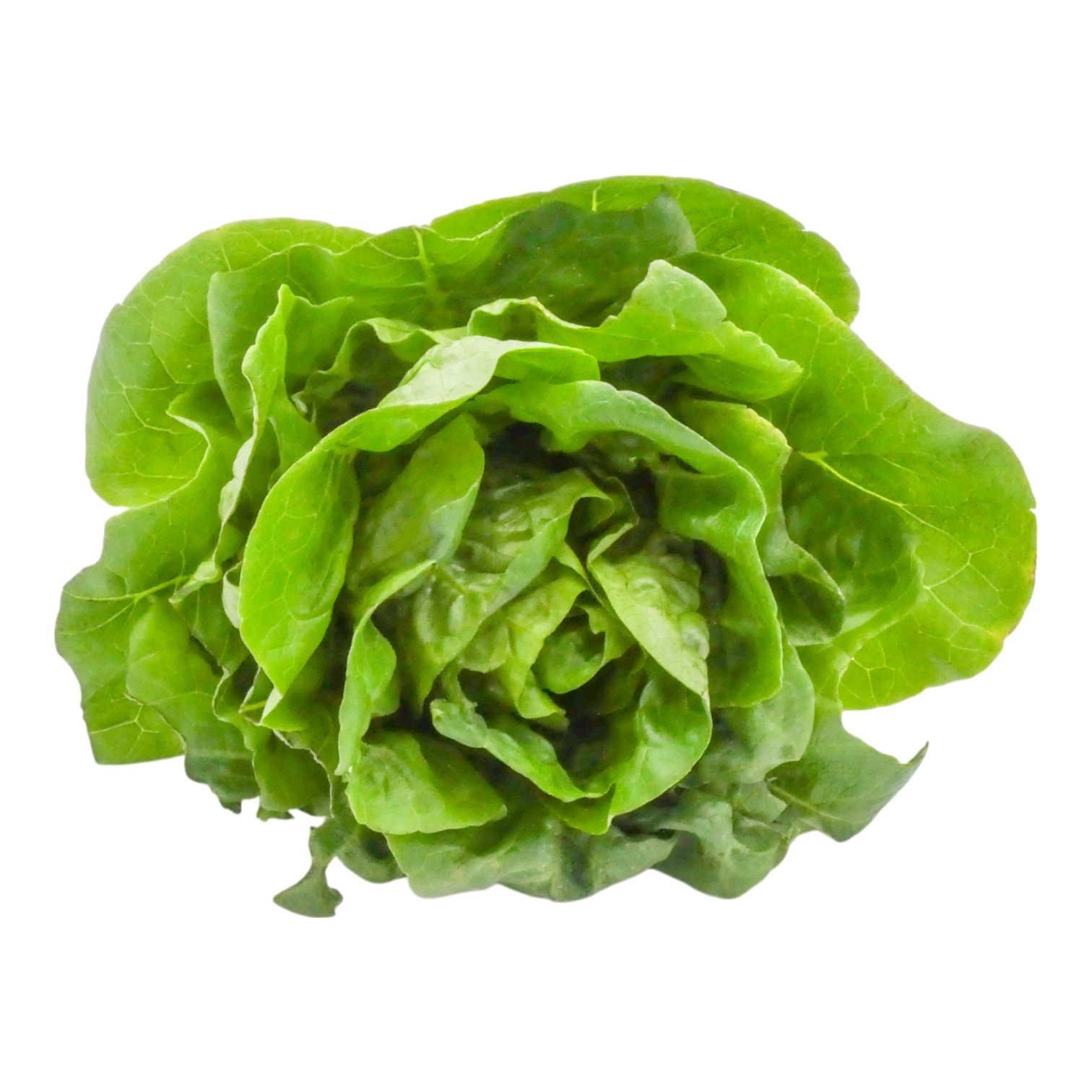 SALADE SUCRINE