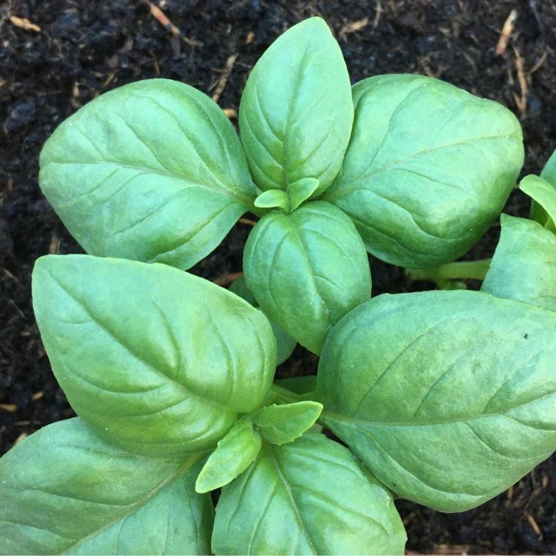 BASILIC VERT DE GENES SEMIS