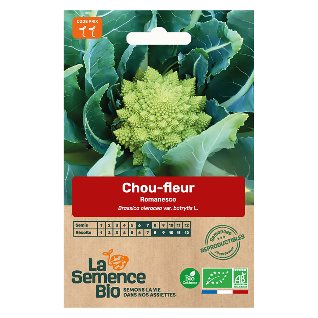 CHOU FLEUR ROMANESCO SEMIS