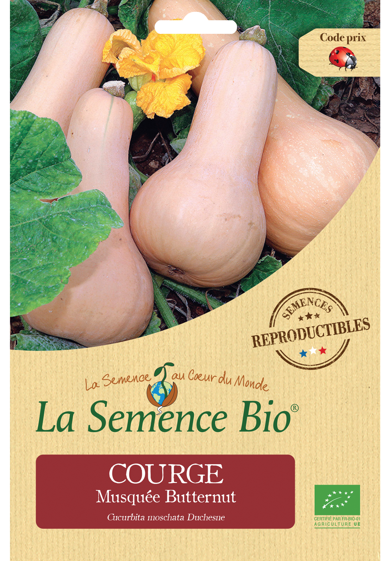 COURGE MUSQUEE BUTTERNUT