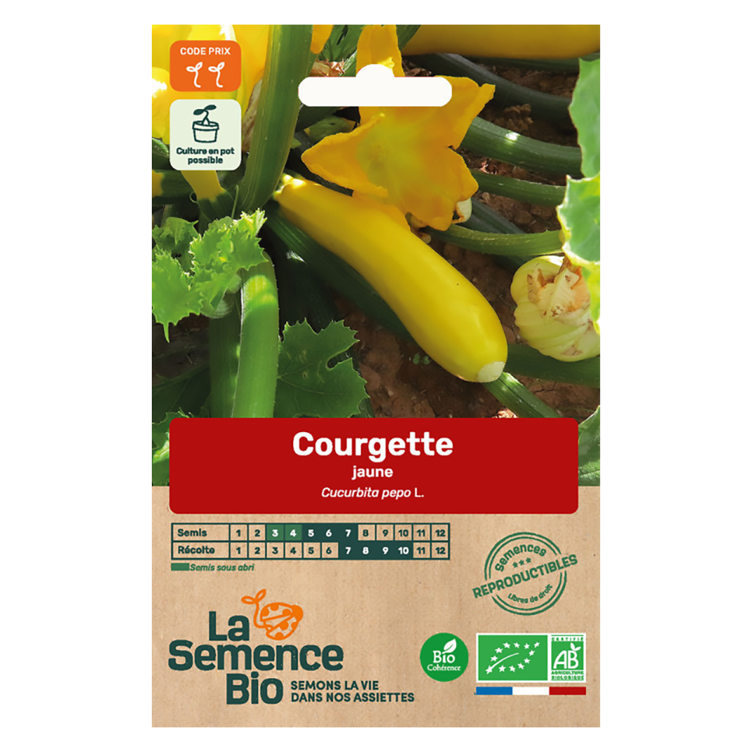 COURGETTE JAUNE SEMIS