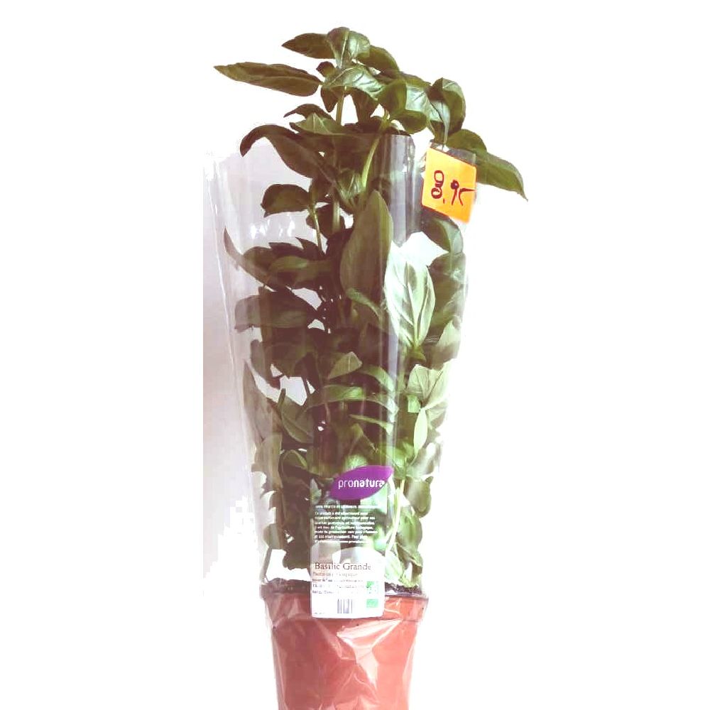 BASILIC EN POT