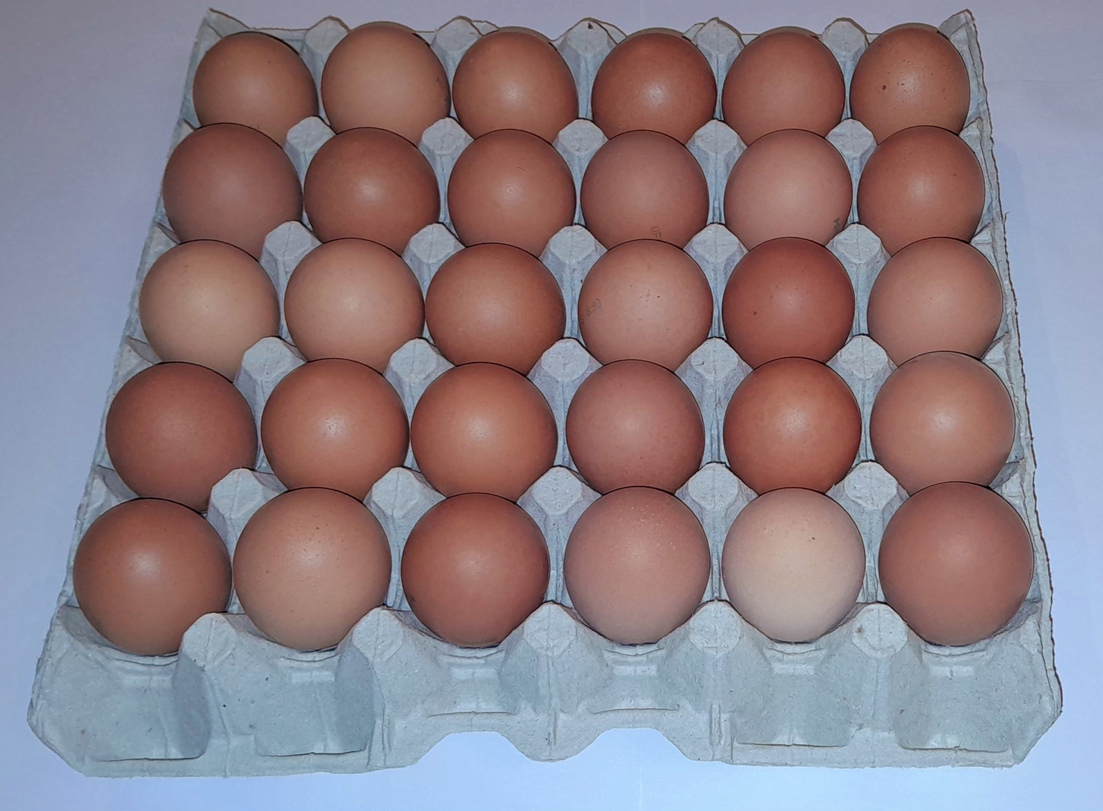 OEUF GROS UNITE